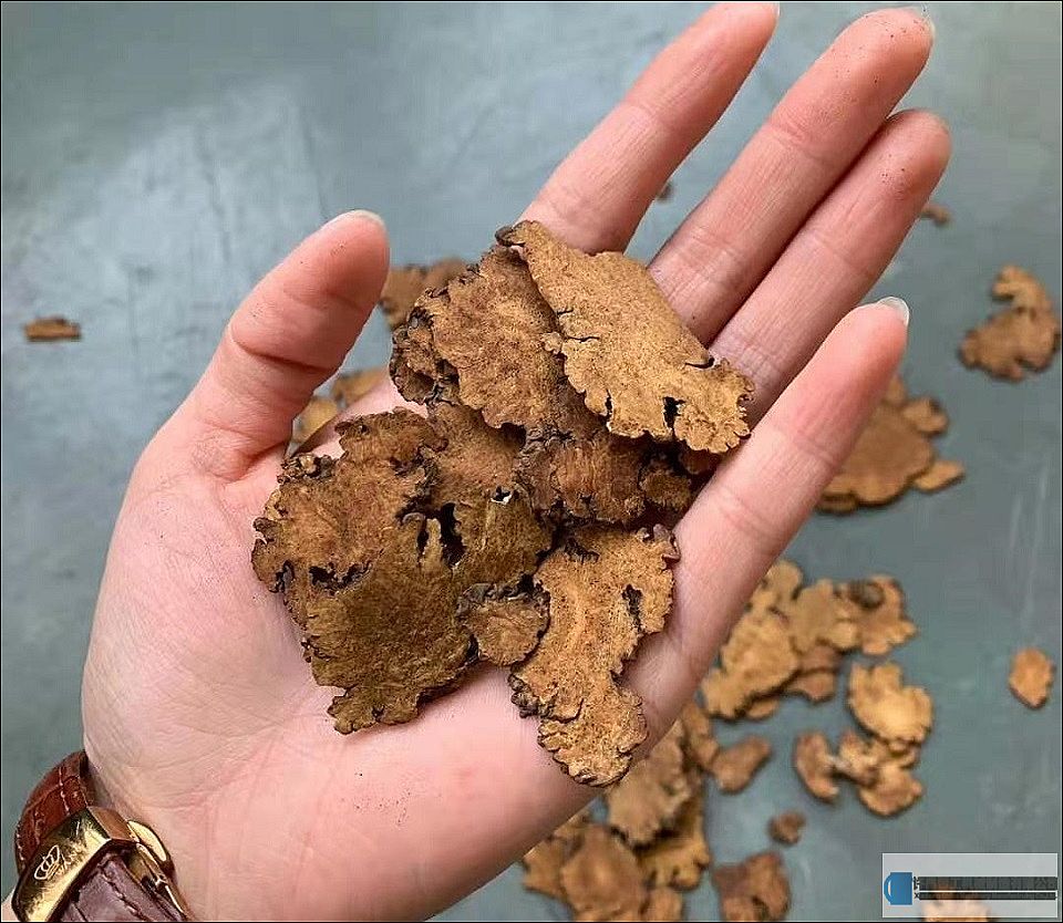 河南客戶試機炒制中藥材并現(xiàn)場簽訂購機合同